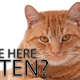 Illustration for article titled Science Reveals Cats Are Pickup Artists